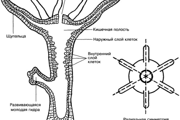 Как отличить оригинальный сайт кракена